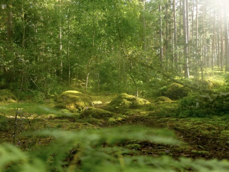 Sonnenlicht im Wald – Umwelt schonen